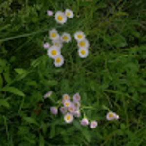 Meet your Posher, Dee